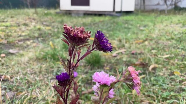 withering autumn flowers in garden bed