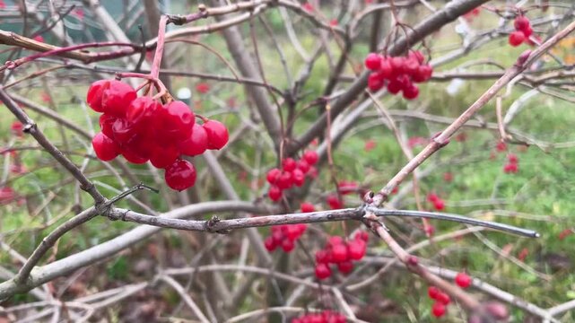 withering autumn flowers in garden bed