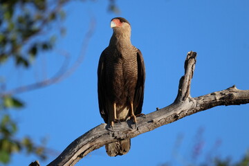Amazing colorful beautiful bird from  Pantanal, the brazilian rain forest