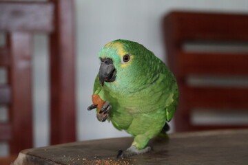 Amazing colorful beautiful bird from  Pantanal, the brazilian rain forest