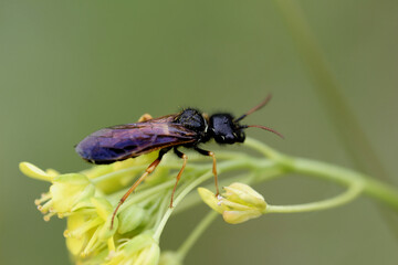 Fototapeta premium Wildbiene mit KI erstellt+bearbeitet