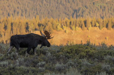 Bull Shiras Moose During the Rut in Grand Teton Naitonal Park Wyoming in Autumn