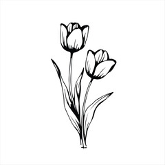 Simple Tulip Illustration. Monochrome Floral Sketch