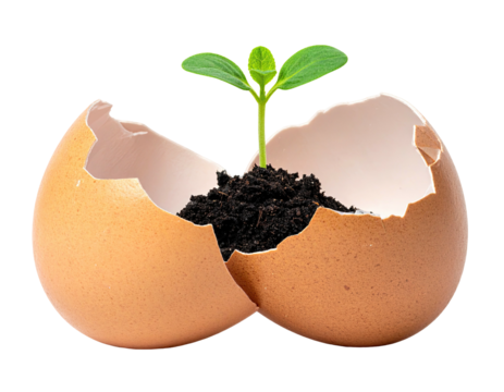 Sprout emerges from an eggshell filled with soil