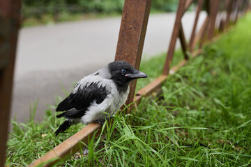 Young hooded crow sitting on rail with detailed feathers