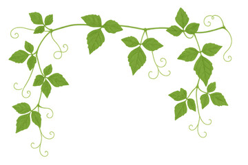 Obraz premium Green vine leaves and growing tendrils forming a decorative natural border pattern on transparent clip art background