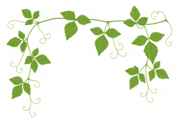 Green vine leaves and growing tendrils forming a decorative natural border pattern on transparent clip art background