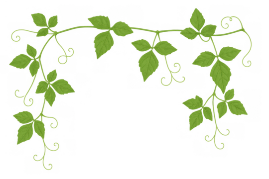 Green vine leaves and growing tendrils forming a decorative natural border pattern on transparent clip art background