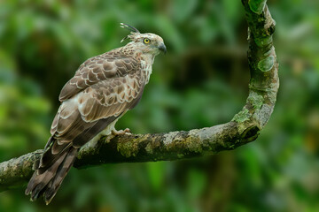 Majestic changeable hawk-eagle perched on mossy branch in lush tropical forest, alert and watchful with captivating golden eyes, a symbol of wild beauty