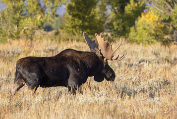 Bull Shiras Moose During the Rut in Grand Teton Naitonal Park Wyoming in Autumn