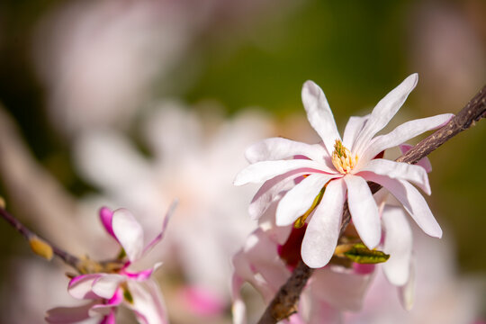 Blooming magnolia in spring. Beautiful buds of pink flowers close-up with blurred space for text. - Powered by Adobe