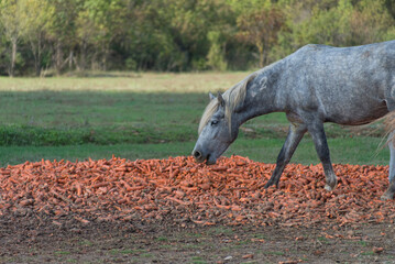 Un cheval camarguais se nourrit de carottes dans un mas en Camargue, r&eacute;gion Occitanie, dans le sud de la France  