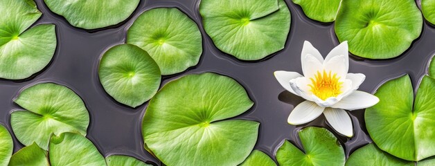 A serene moment of a blooming white lotus amidst vibrant green leaves on a tranquil dark pond captured in natural light