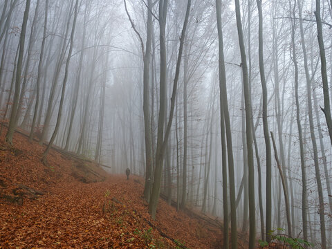 Misty autumn forest scene with tall beech trees and a lone hiker walking along a leaf-covered trail. Soft fog and muted colors create a peaceful, atmospheric woodland mood in the Bükk Mountains. - Powered by Adobe