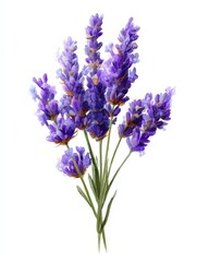 Obraz premium A watercolor illustration of a small bunch of purple lavender flowers. Isolated botanical element on a white background. Associated with relaxation, aromatherapy, and rustic decor.