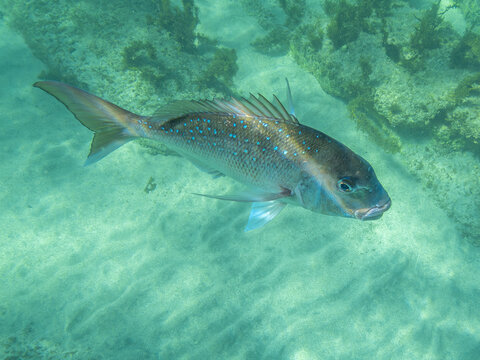 A big Snapper fish at the Goat Island marine reserve