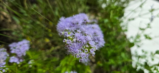 Ageratum purple flowers on a blurred background. Floss Flowers resembling fine fluff or tiny fireworks. Ageratum conyzoides fuzzy, round blooms that are easy to grow and come in shades of blue, violet