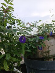 Butterfly Pea Flowers with Foliage