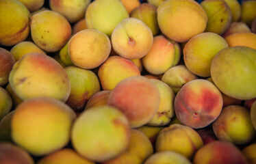 Ripe little peaches, autumn harvest. An orchard.