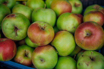 Ripe green apples, harvested in autumn. An orchard.