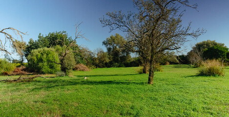 O silêncio das árvores secas numa paisagem campestre sob céu azul outonal
