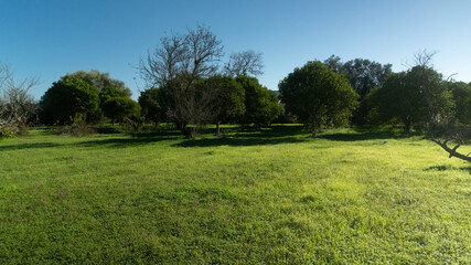 O silêncio das árvores secas numa paisagem campestre sob céu azul outonal