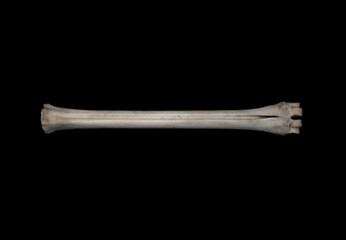 Deer skull and bones on a black background