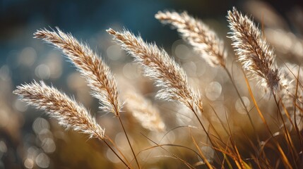 Obraz premium Elegant Golden Grass Blades with Soft Focus and Bokeh Background Captured in Natural Sunlight for Nature and Landscape Photography