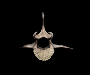 Deer skull and bones on a black background