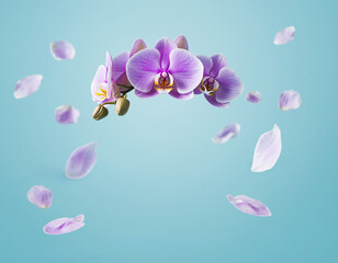 Purple Orchid Blossoms with Falling Petals on Blue Background