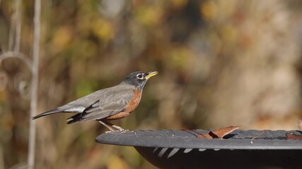 American robin inflight around birdbath. 