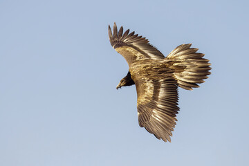 bearded vulture  in flight