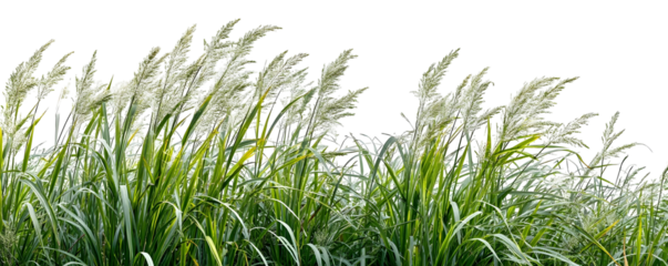 Low angle view of tall green grass with feathery plumes swaying gently against a clean white background