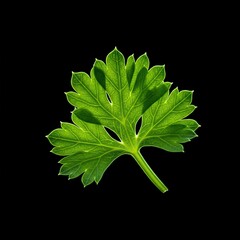 Macro shot of a tiny, brilliant green parsley fragment, showcasing its intricate leaf structure and natural freshness. Culinary herb detail ,aromatic ,edible ,fragrant