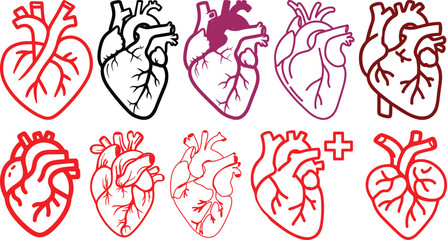 Anatomical heart icon set.Human anatomy internal organ set with brain lung intestine heart kidney liver and stomatch.Healthy Cardiovascular Organ Symbol Collection on White Background and red.