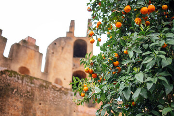 Orange tree laden with ripe fruit stands in front of ancient stone ruins, showcasing vibrant colors and textures in a historical outdoor setting with natural beauty