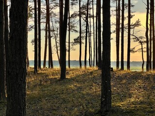 silhouette of pine trees at sunset