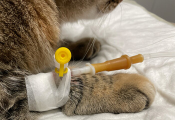 Close-up of a cat’s paw with an IV cannula during veterinary treatment. Medical care, pet hospitalization and animal health procedure shown in detail for educational or clinical use.