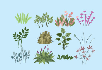 plant and leaf set vector illustration