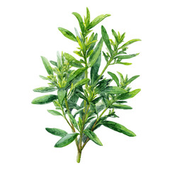 Fototapeta premium A watercolor painting of Mountain Savory, vector illustration on white background.