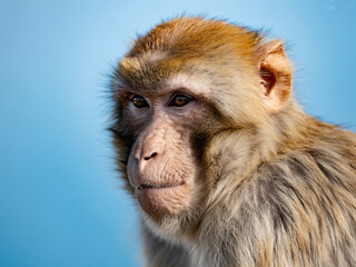 Obraz premium Intense gaze of a thoughtful Barbary macaque monkey against a vibrant blue sky, capturing wild nature's captivating beauty and intelligence