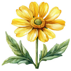 Doronicum Flower, watercolor illustration vector, isolated on a white background.