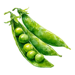Watercolor vector illustration of Peas, isolated on white background.