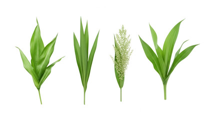 Fototapeta premium Set of green corn plant isolated on transparent background, a natural ingredient