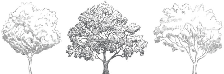 Fototapeta premium Set of trees in cad line drawings for landscape and building design,