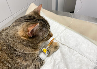 Cat lying in a veterinary clinic while receiving IV therapy. Close-up view showing medical care, hydration procedure and professional pet treatment for illness or recovery.