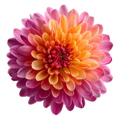 A vibrant multi colored dahlia flower with gradient petals from pink to orange isolated on a white background