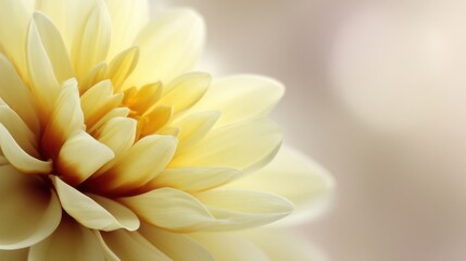 Obraz premium Soft Yellow Flower Petals with Delicate Layers and Gentle Tones Radiating Calmness and Beauty in Gentle Natural Light for Serene Background Design