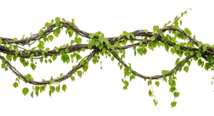 Tangled brown vines with numerous small green leaves forming a decorative garland isolated on a transparent background