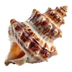 Detailed brown and white spiral seashell with textured surface on white background
